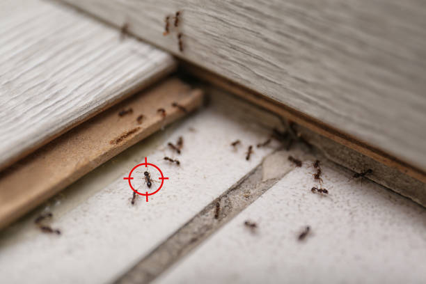 Best Local Pest Control Services  in Manitowoc, WI