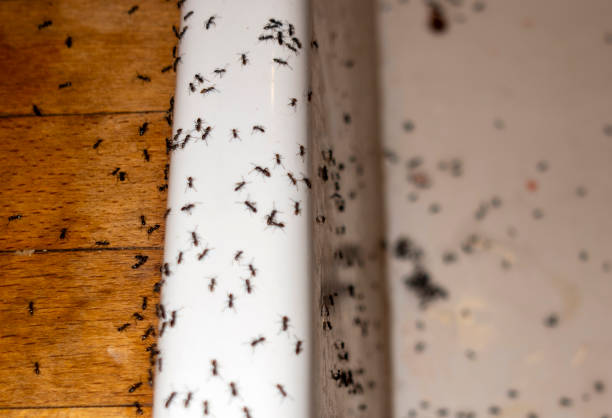 Best Flea Control Services  in Manitowoc, WI